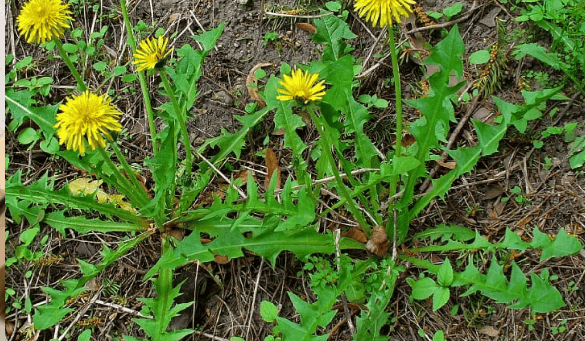 Lees meer over het artikel Bladeren Paardenbloem: Delicatesse en Gezond Voedsel uit de Natuur