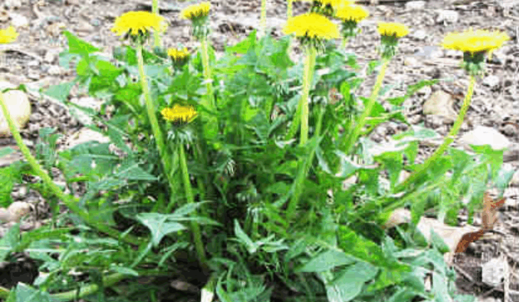 Bladeren Paardenbloem