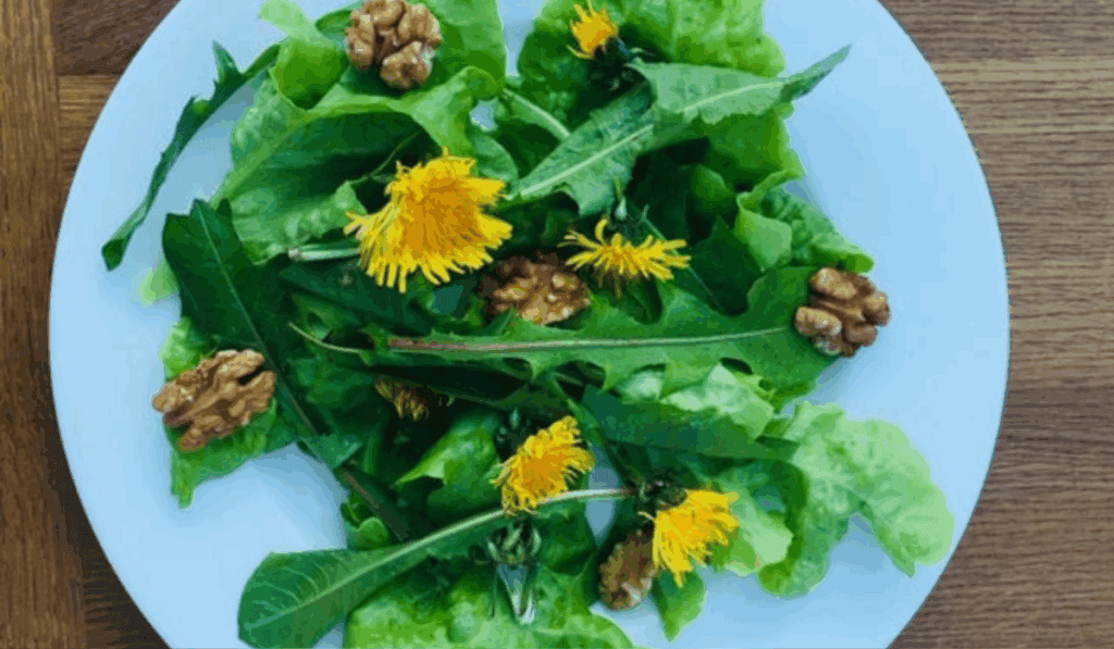 Bladeren Paardenbloem