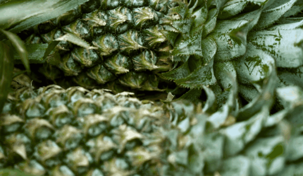 Alles over Ananas