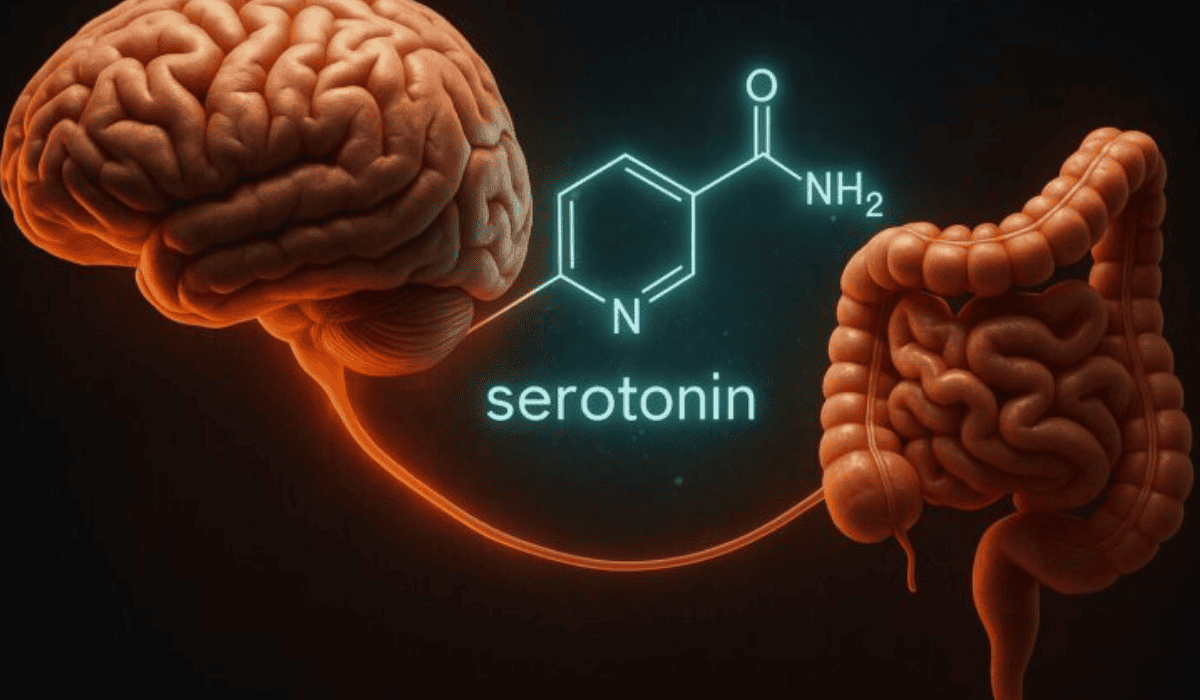 Je bekijkt nu Serotonine: Oorzaken, Tekort, Slaap en Supplementen