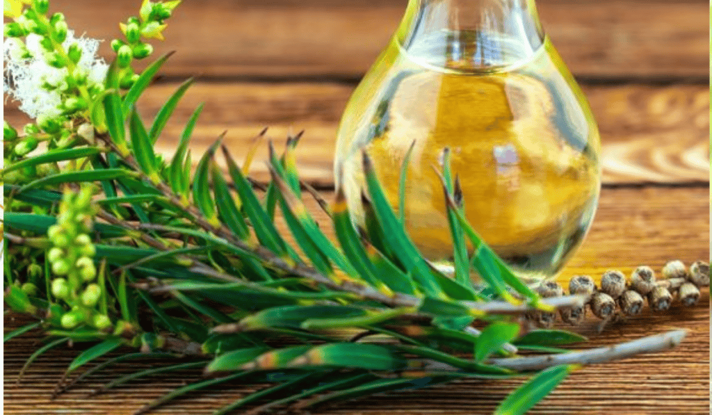 Tea Tree Olie